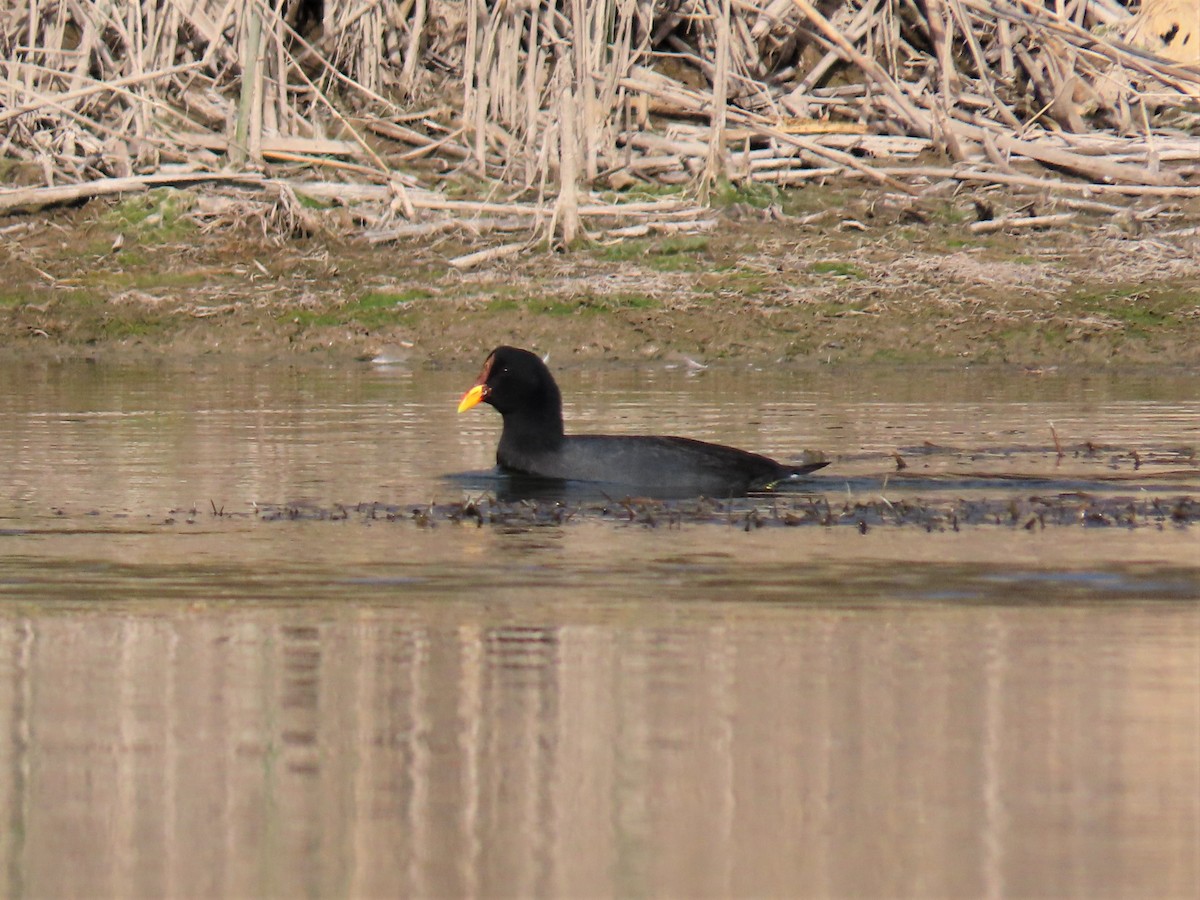 Red-fronted Coot - Pierre Pitte
