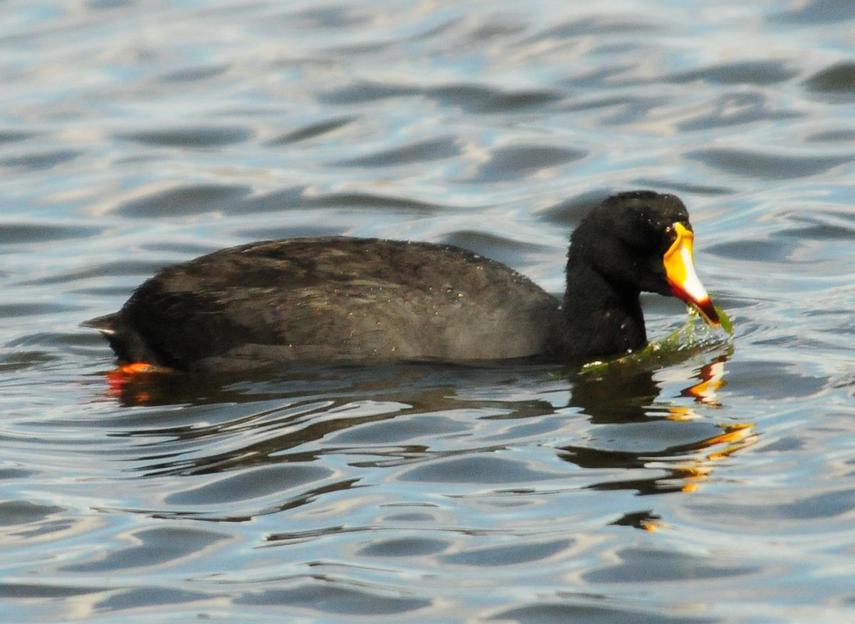 Giant Coot - ML34571021