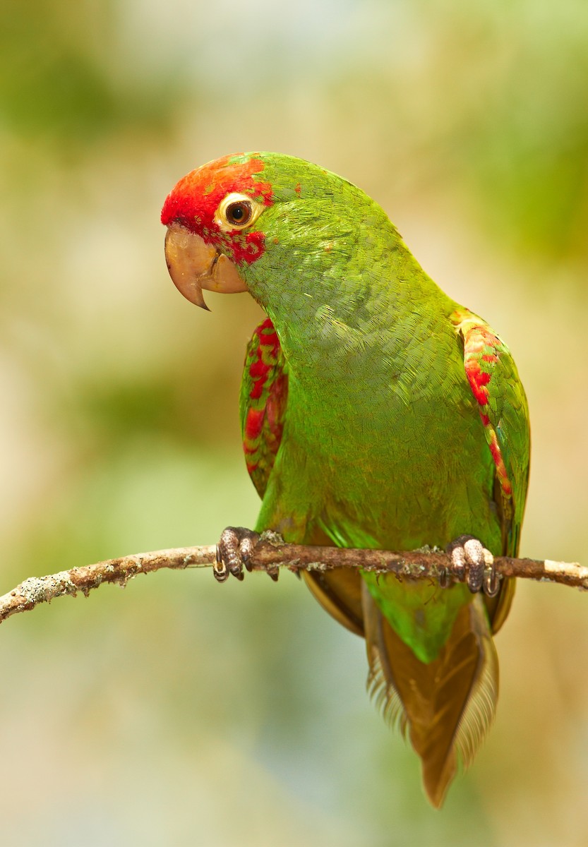 Red-masked Parakeet - Chris Fagyal
