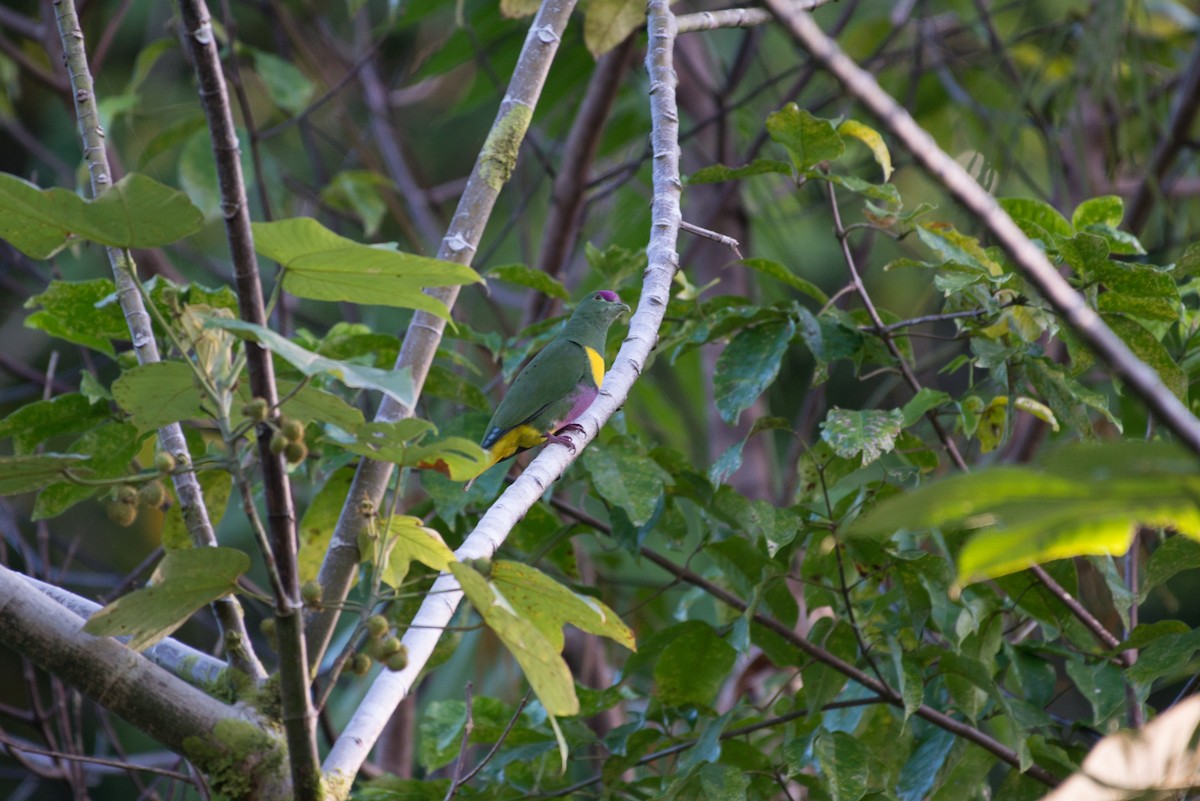 holub žlutopásý - ML34571511