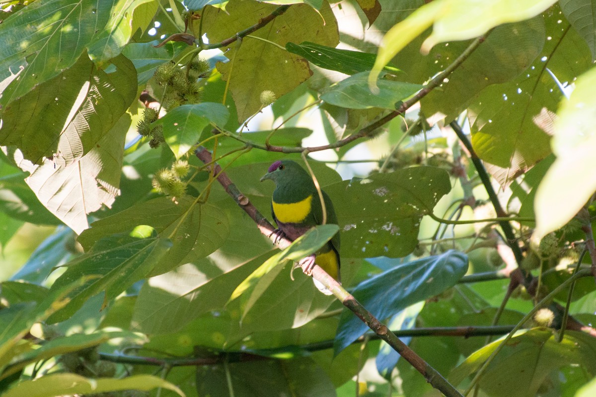 Yellow-bibbed Fruit-Dove - John C. Mittermeier