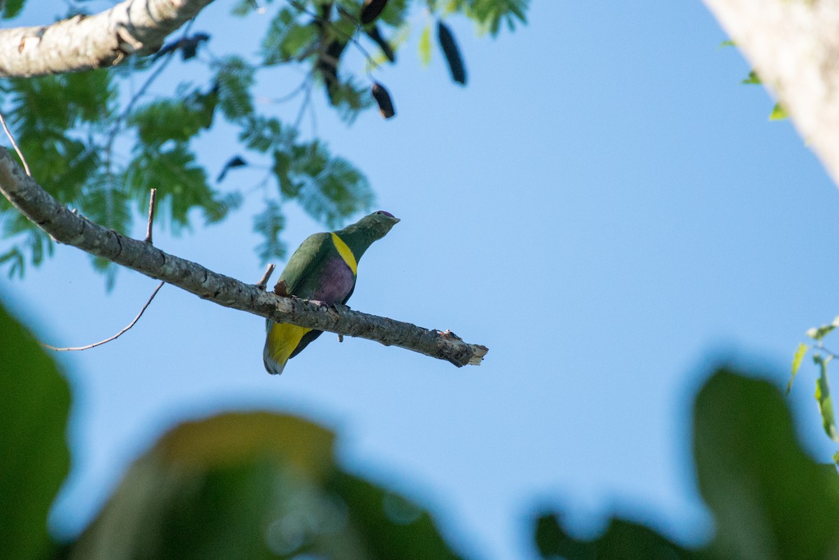 holub žlutopásý - ML34571851