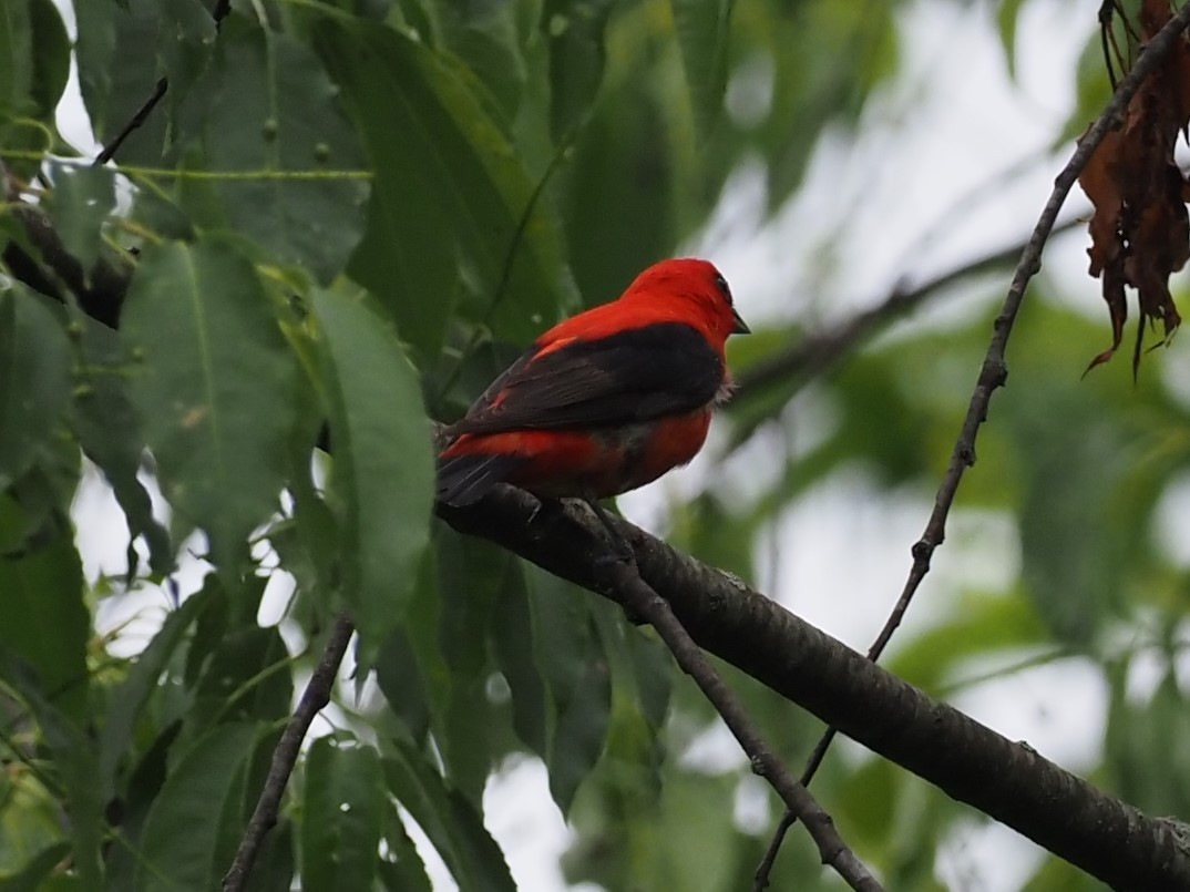 Scarlet Tanager - ML345722191