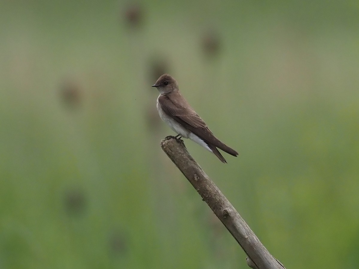 Northern Rough-winged Swallow - ML345724011