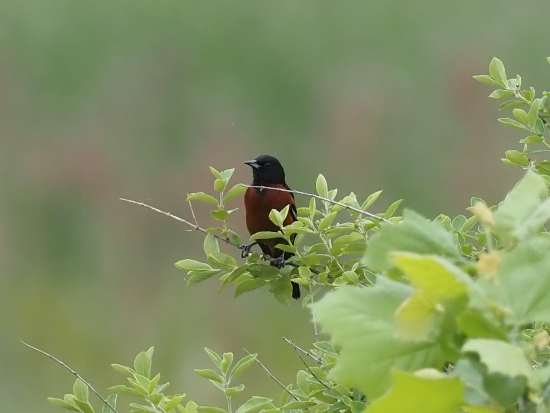 Orchard Oriole - ML345724191