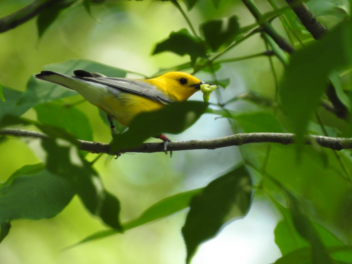 Prothonotary Warbler - ML345733631