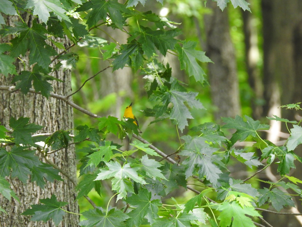 Prothonotary Warbler - ML345733651