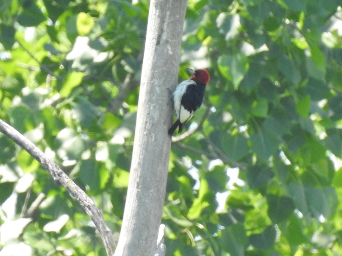 Red-headed Woodpecker - ML345733951