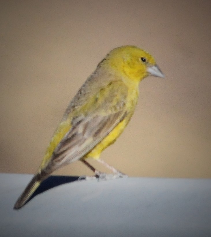 Bright-rumped Yellow-Finch - ML34573821