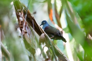  - Bronze Ground Dove