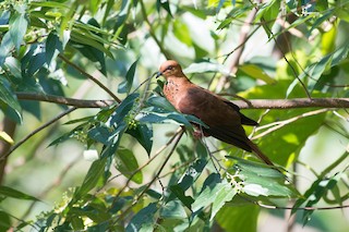  - Mackinlay's Cuckoo-Dove