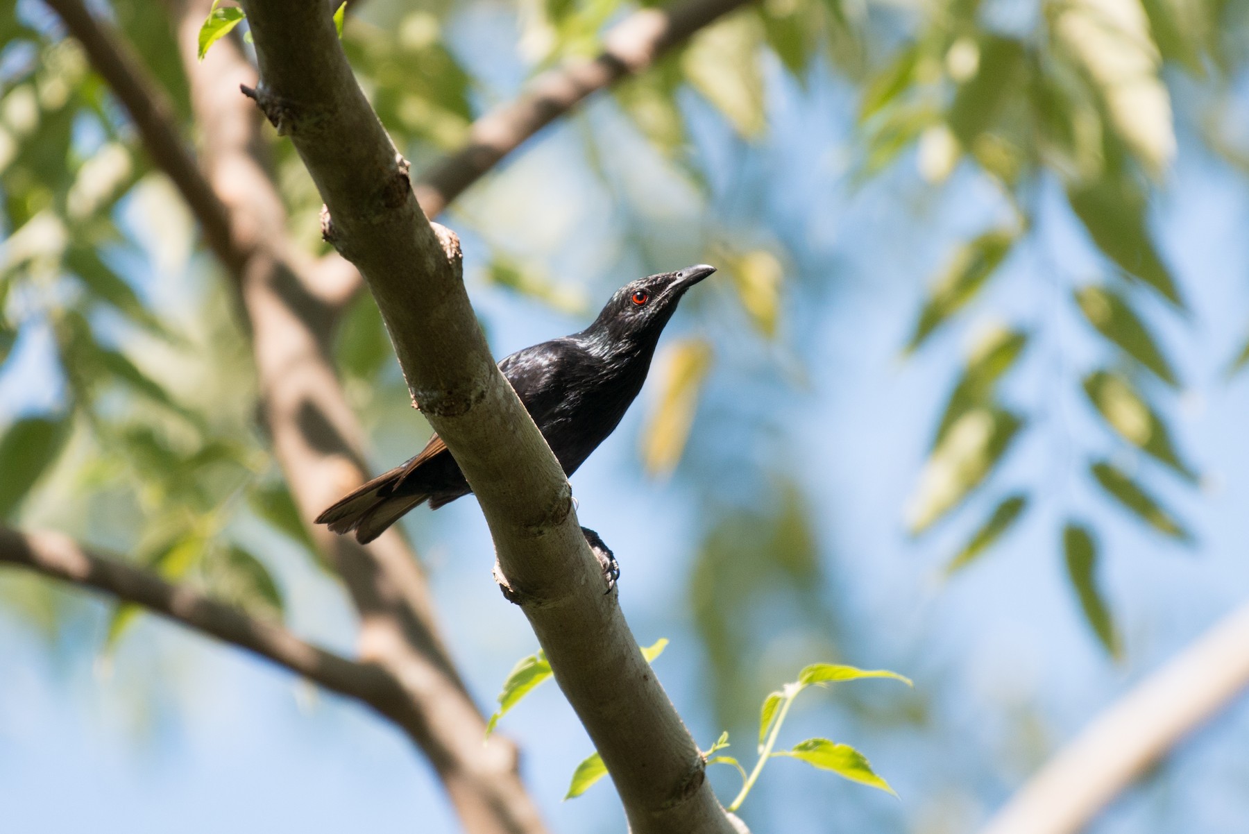 サンクリストバルカラスモドキ Ebird