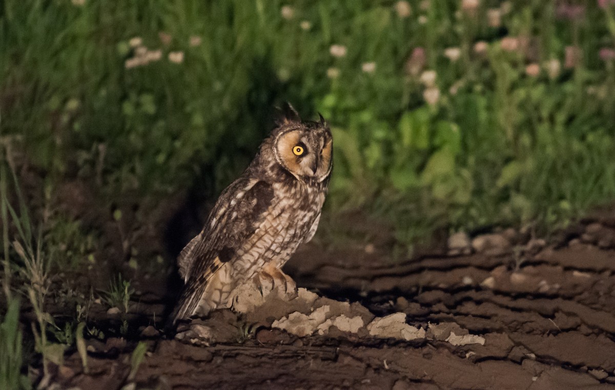 Long-eared Owl - Simon Boivin