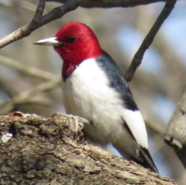 Red-headed Woodpecker - John Marshall