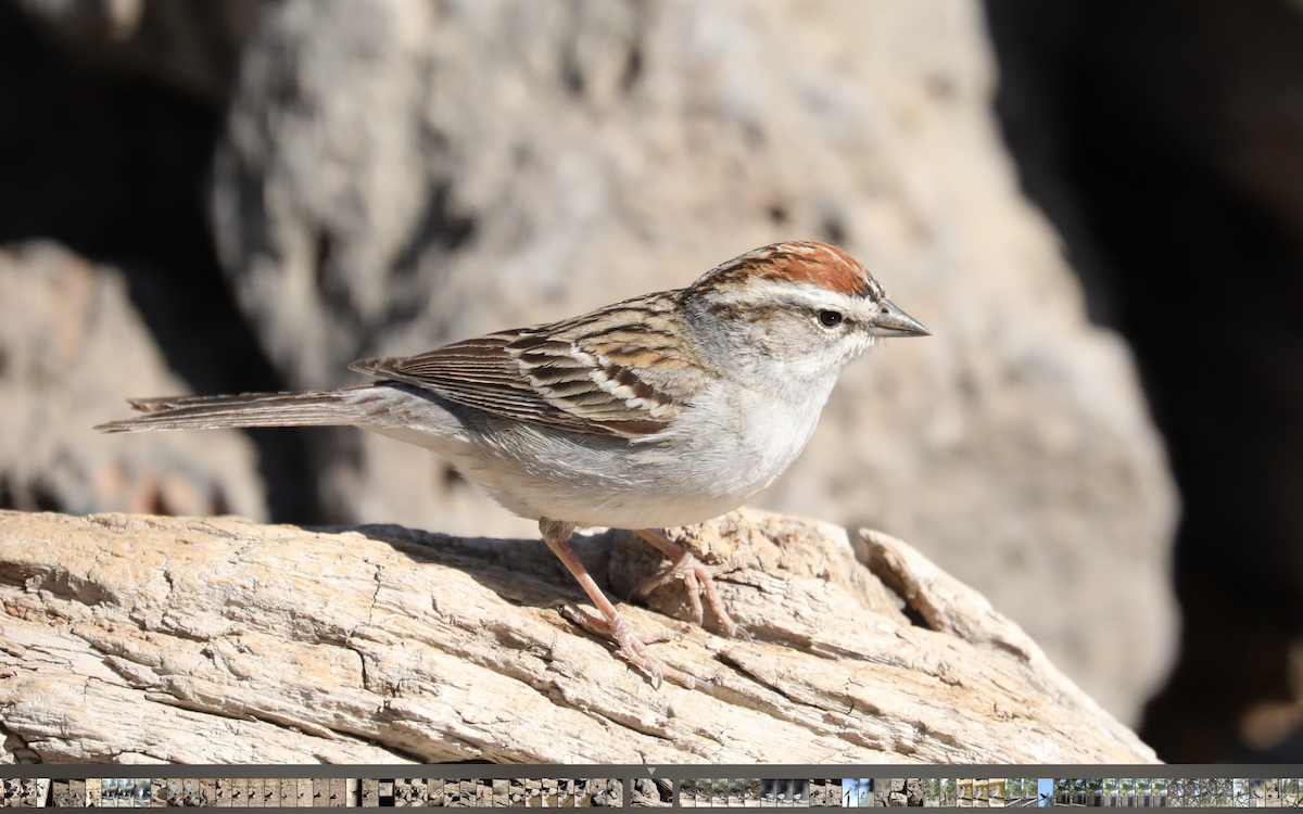 Chipping Sparrow - ML345753501