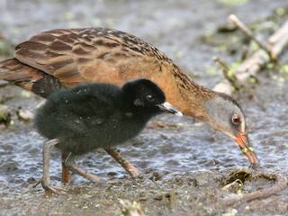 นกเต็มวัยและลูกนก (Virginia) - Dave Spier - ML34575671