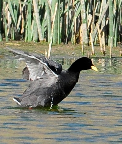Red-gartered Coot - ML34576621