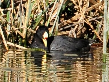 Red-gartered Coot - ML34576641