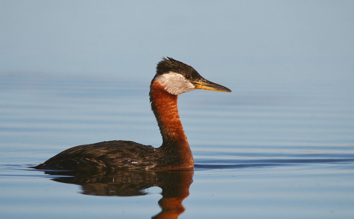 Red-necked Grebe - ML345767711