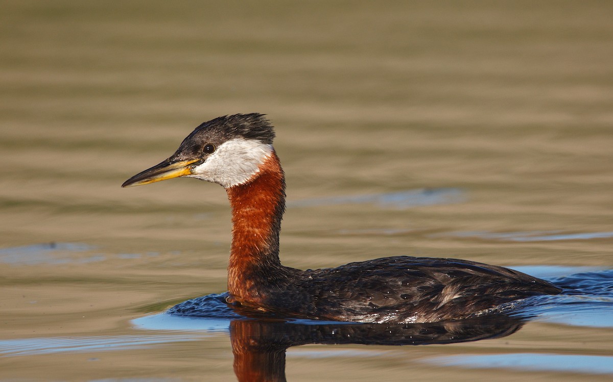 Red-necked Grebe - ML345772331