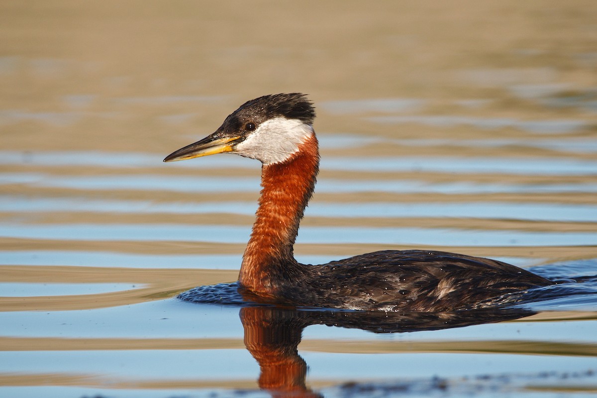 Red-necked Grebe - ML345772371