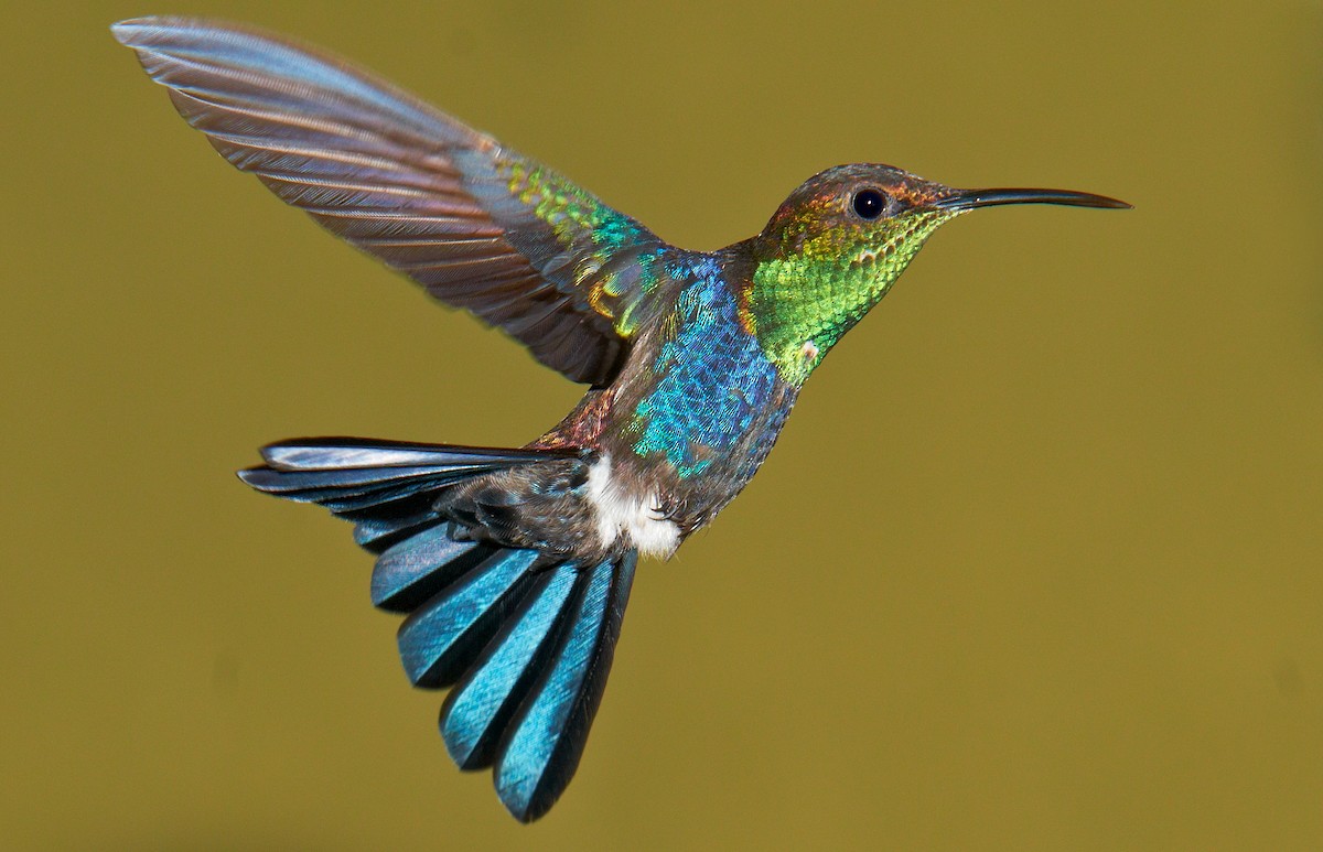 kolibřík nymfový - ML34577571