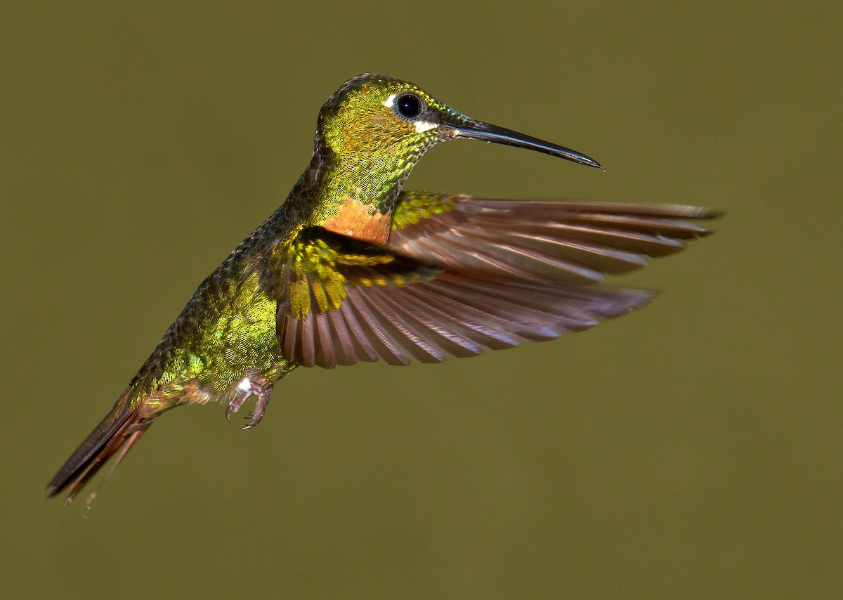 kolibřík nazlátlý - ML34577681