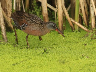 Virginia Rail - eBird