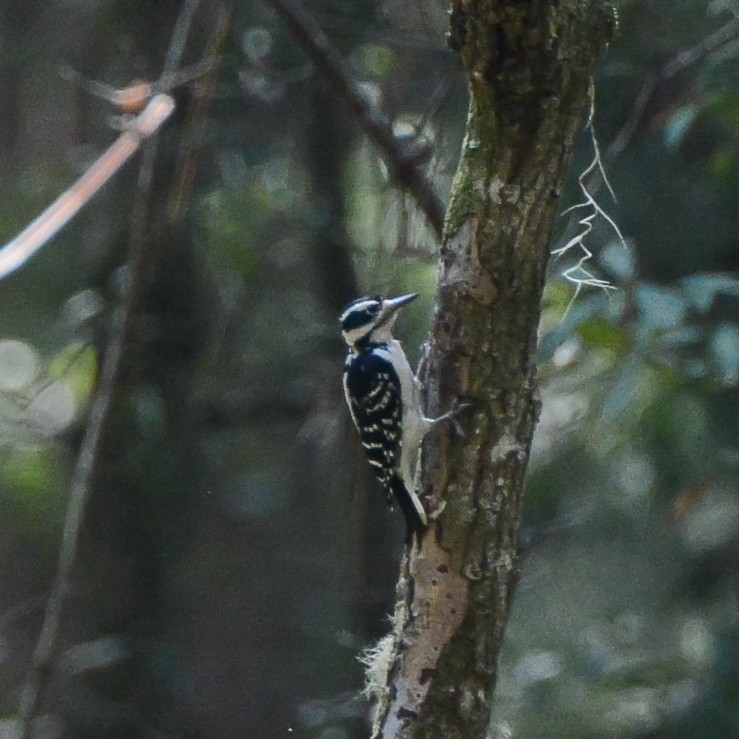 Hairy Woodpecker - Keith McCullough