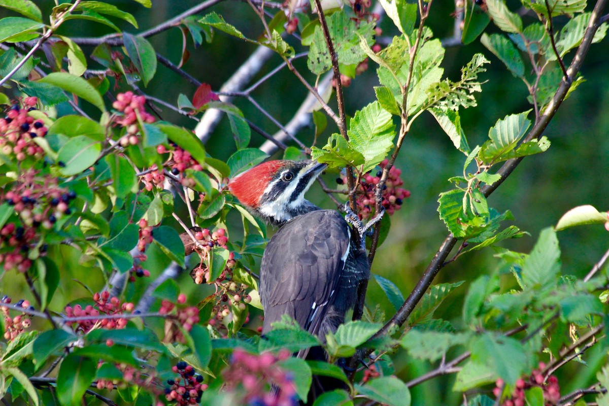 Pileated Woodpecker - ML34578321