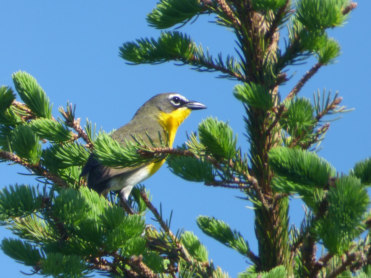 Yellow-breasted Chat - ML345795961