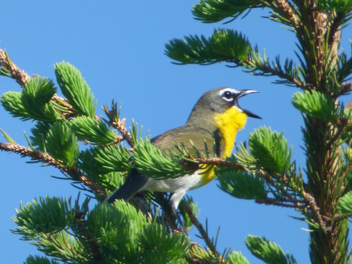Yellow-breasted Chat - ML345795981