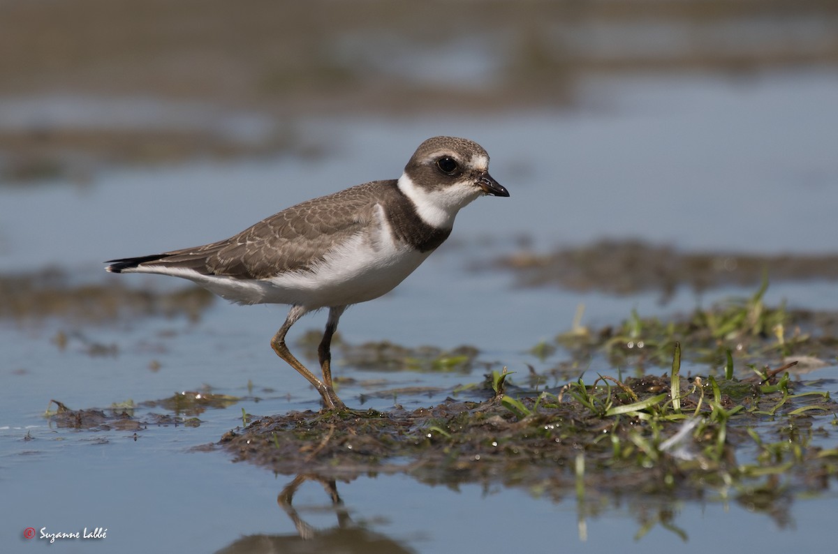 Semipalmated Plover - ML34580251