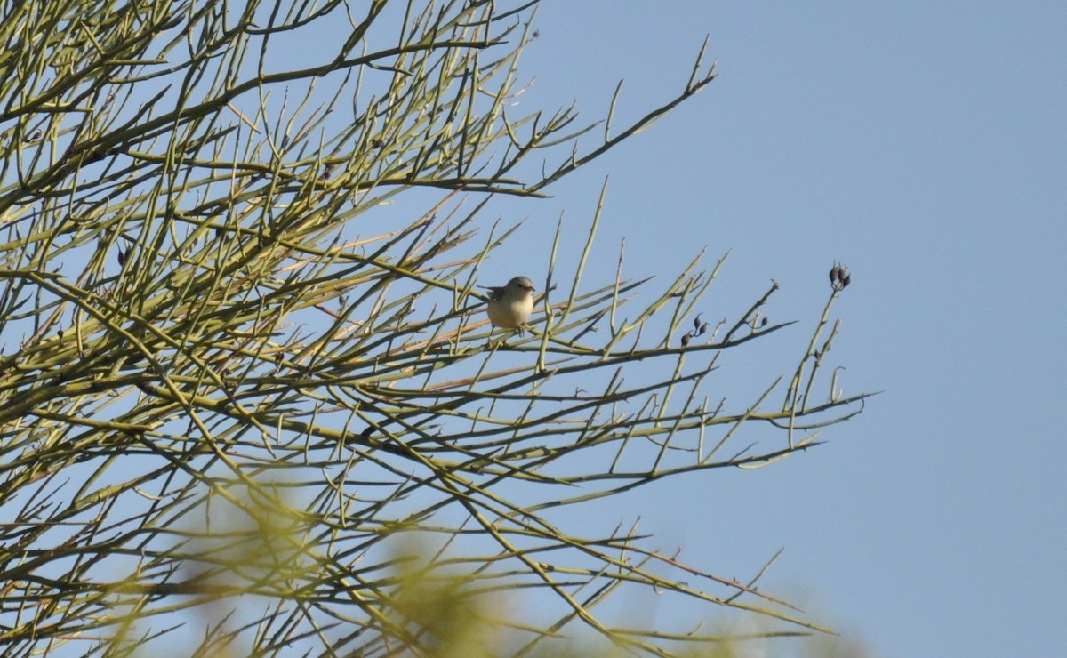 Lucy's Warbler - ML345815151