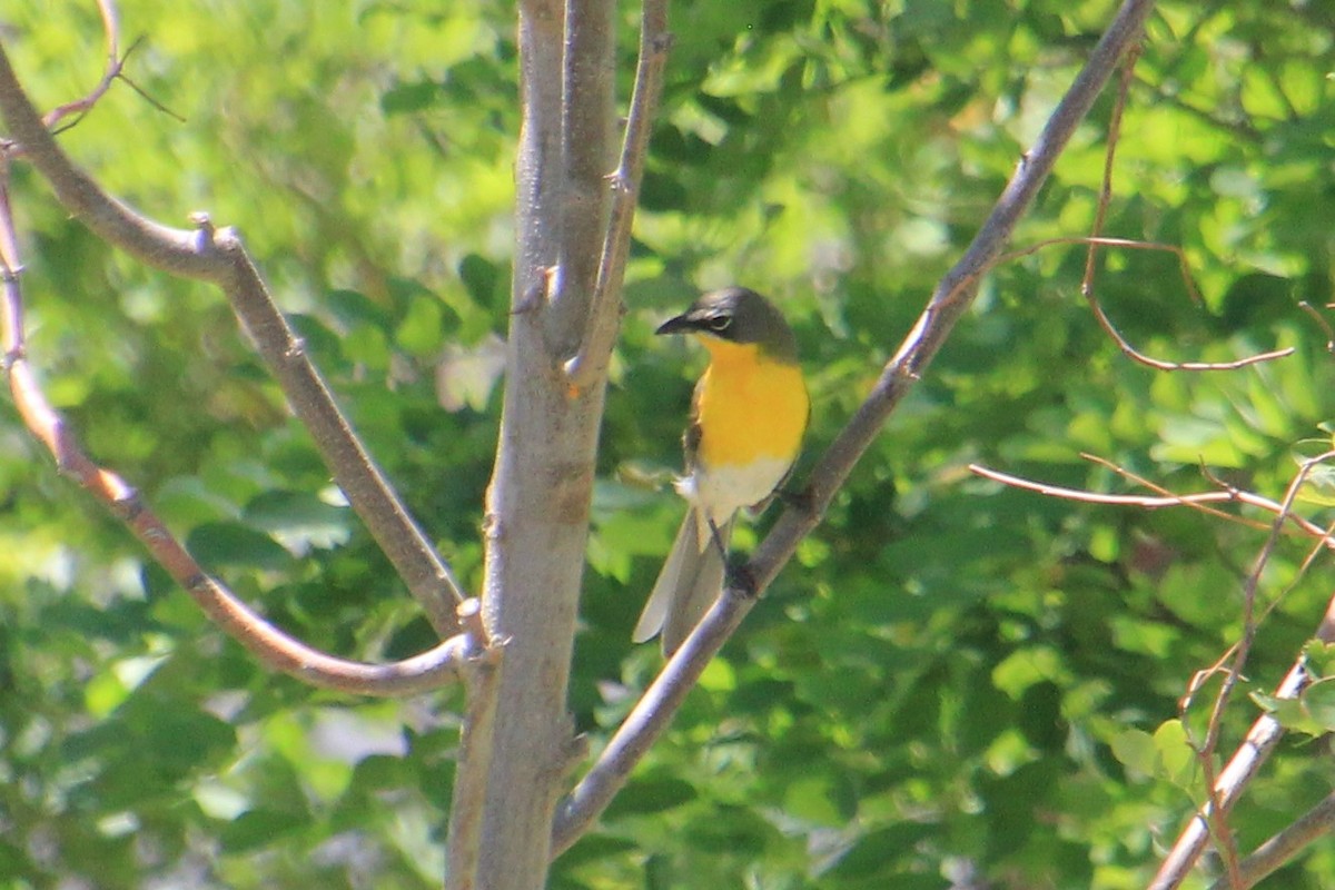 Yellow-breasted Chat - ML345816121