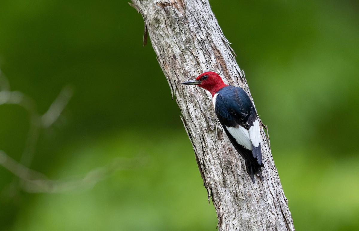 Red-headed Woodpecker - Jeff Timmons