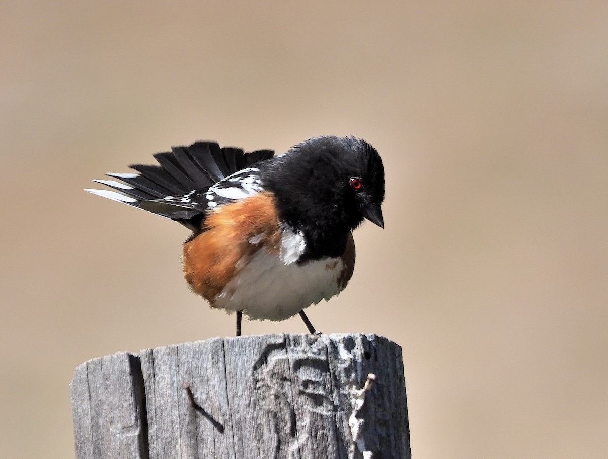 Spotted Towhee - ML345820021