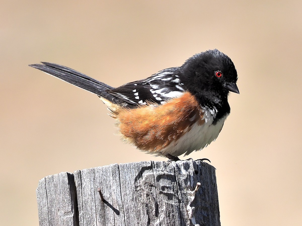 Spotted Towhee - ML345820031