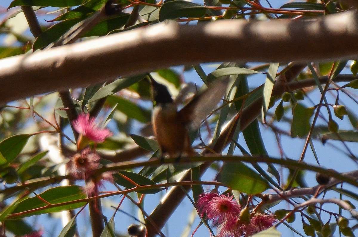 Rufous Hummingbird - Cedrik von Briel