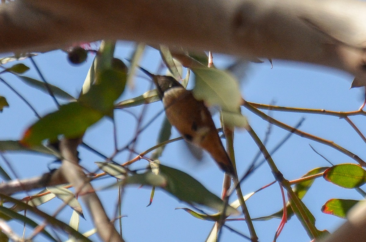 Rufous Hummingbird - Cedrik von Briel