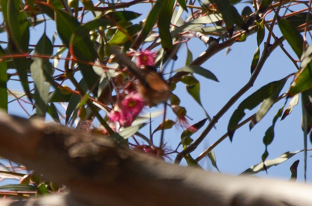 Rufous Hummingbird - ML345825971