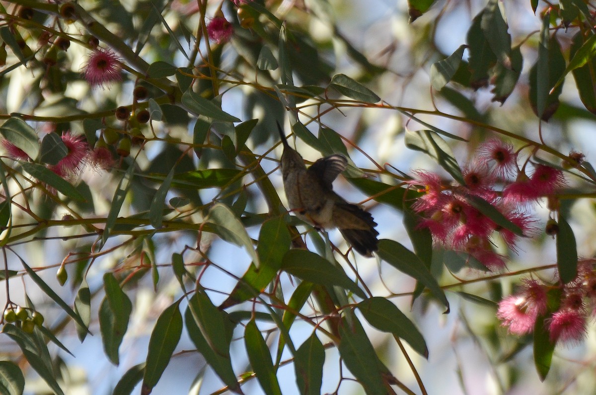 Anna's Hummingbird - ML345826081