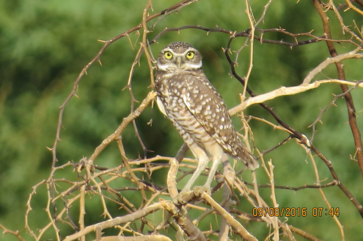 Burrowing Owl - Don Witter