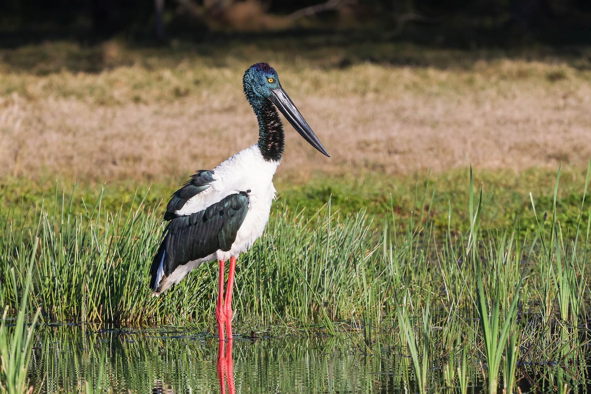Black-necked Stork - Ged Tranter