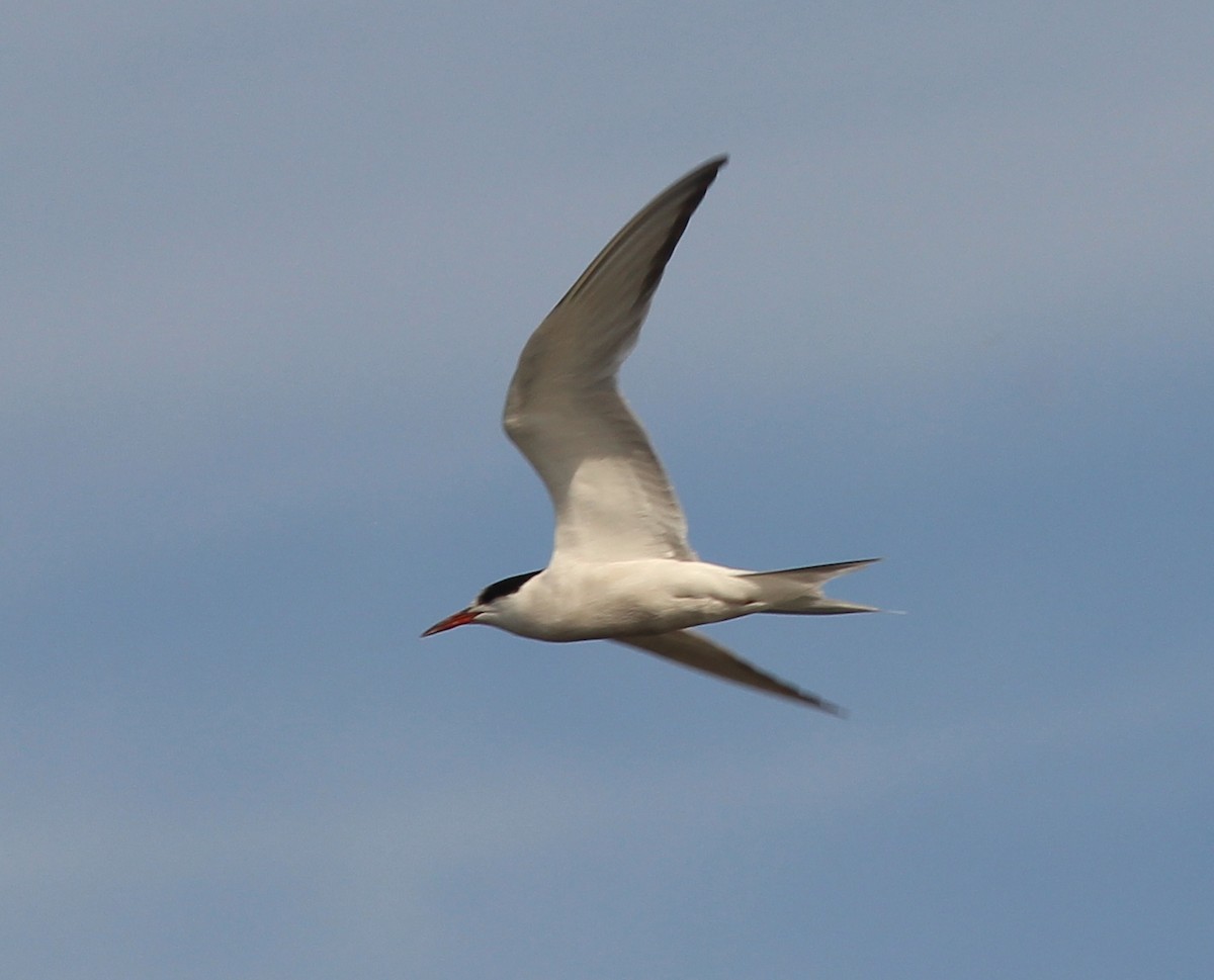 Common Tern - Debby Parker