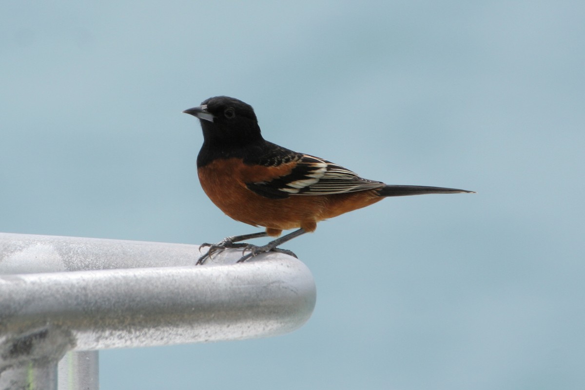 Orchard Oriole - ML34583891