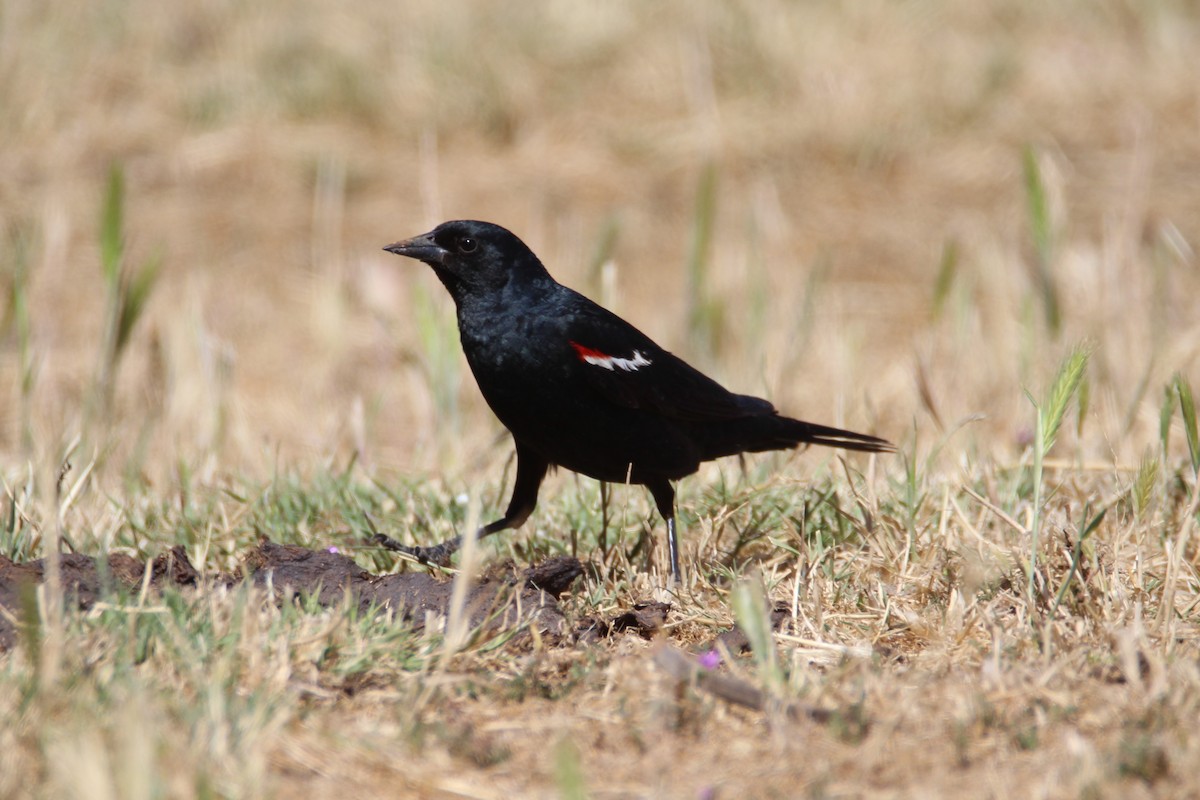 Tricolored Blackbird - Patrick Sysiong