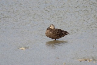 Blue-winged Teal, ML345840521