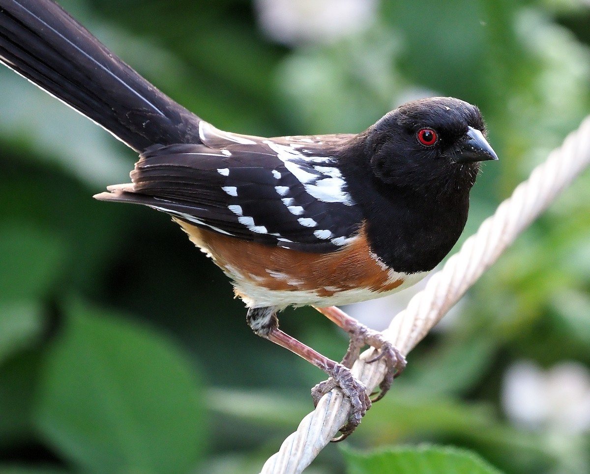 Spotted Towhee - ML345841161