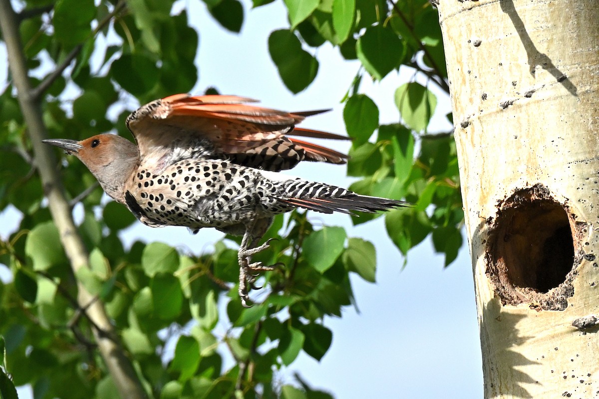 Northern Flicker (Red-shafted) - John G Woods